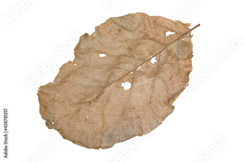 nature dry leaves isolated on a white background