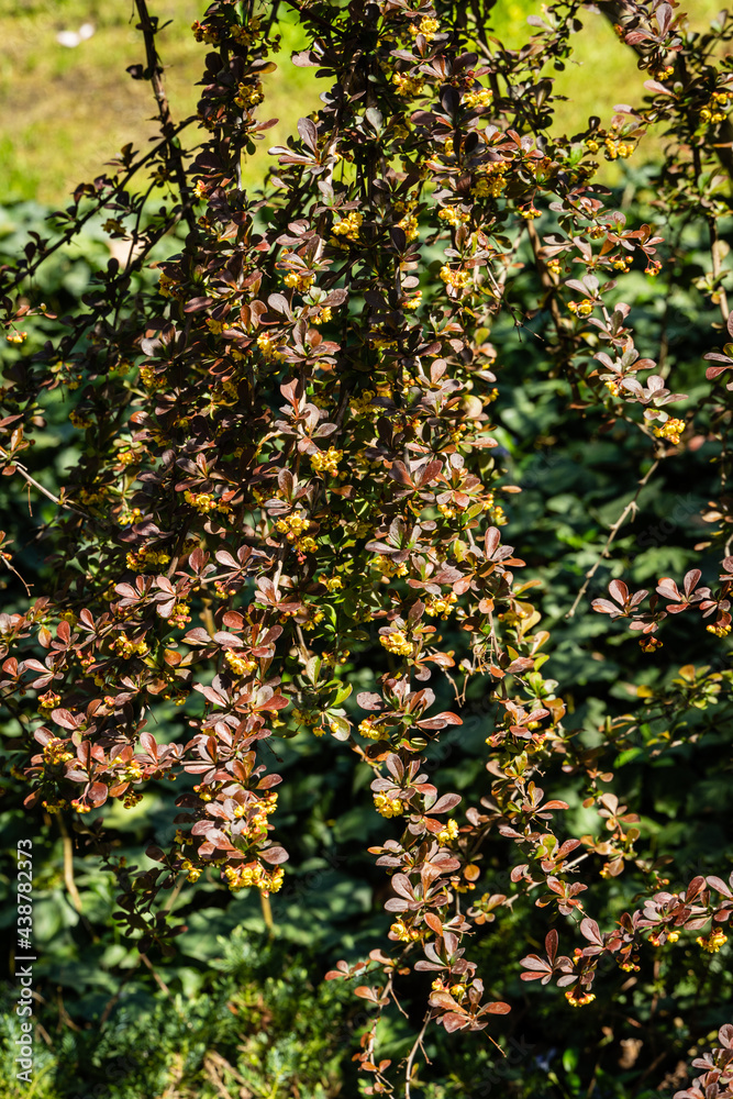 Fototapeta premium Blooming bush of barberry Berberis thunbergii Atropurpurea on blurred dark green background. Selective focus. Beautiful purple foliage and small yellow flowers on curved branches of barberry.
