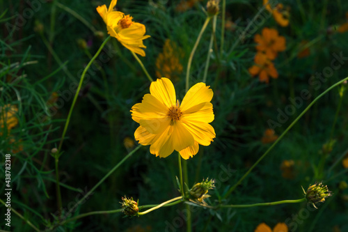 Beautiful dark yellow cosmos flowers on a background of a field of yellow cosmos flowers.