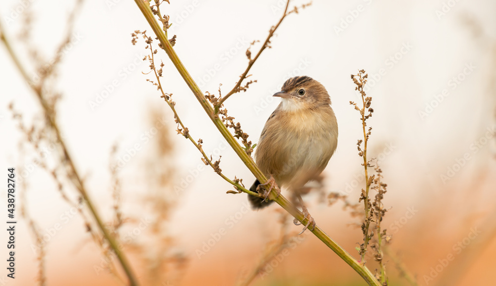 Zitting cisticola (Cisticola juncidis) perched on plant in autumn colours Zitting cisticola (Cisticola juncidis) perched on plant in autumn colours