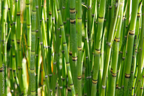 Rough horsetail. Equisetum hyemale.