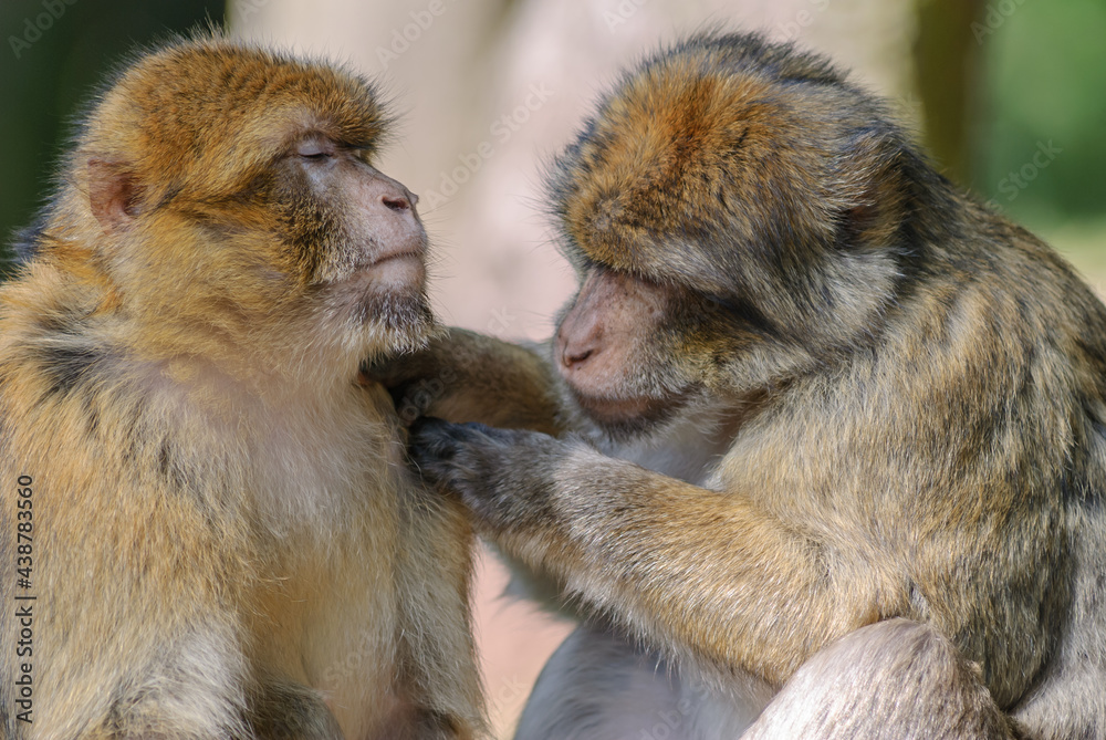 Barbary macaques in an animal park. Barbary macaques in an animal park.