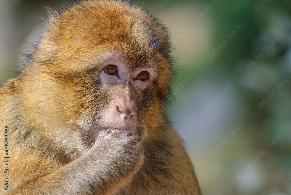 Barbary macaques in an animal park. Barbary macaques in an animal park.