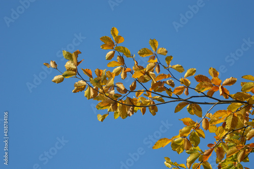 yellow leaves against the blue sky 