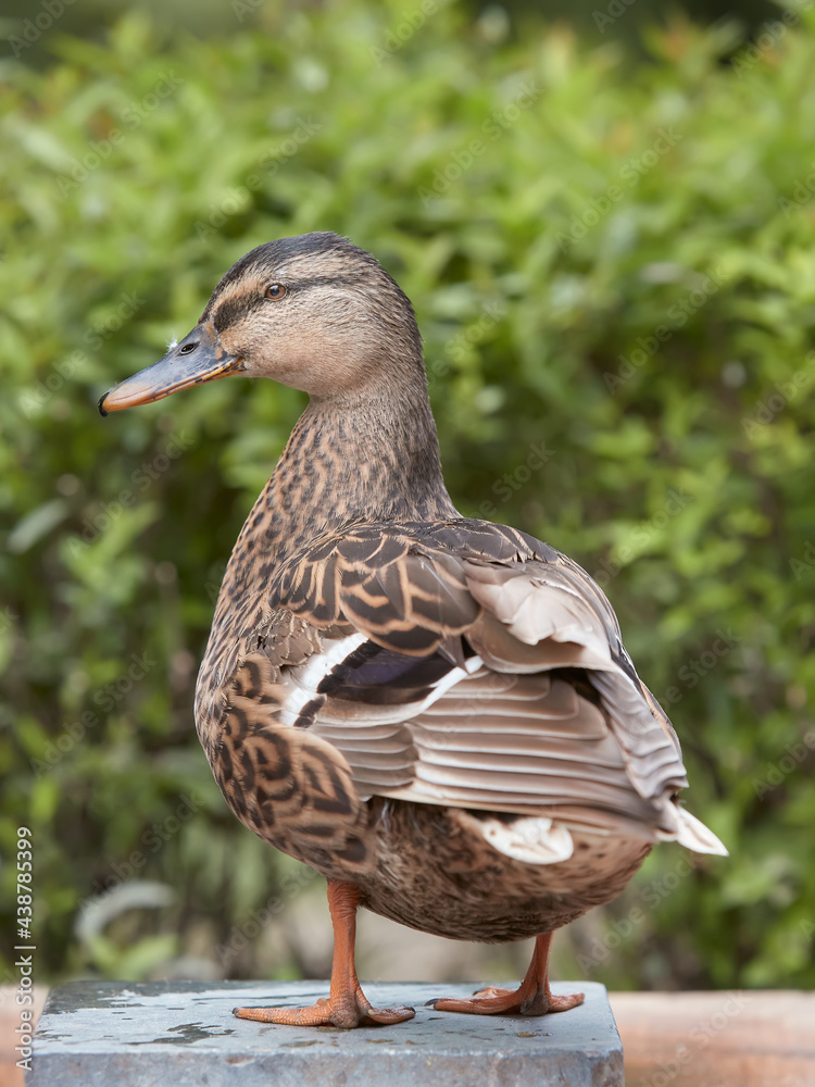 Close up portrait of a female wild mallard duck Close up portrait of a female wild mallard duck