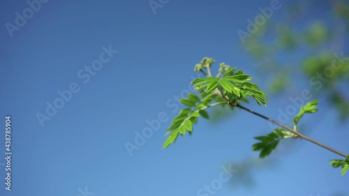 Green colored wild ash rowanberry or sorbus tree leaves swaying with breeze against blue sky