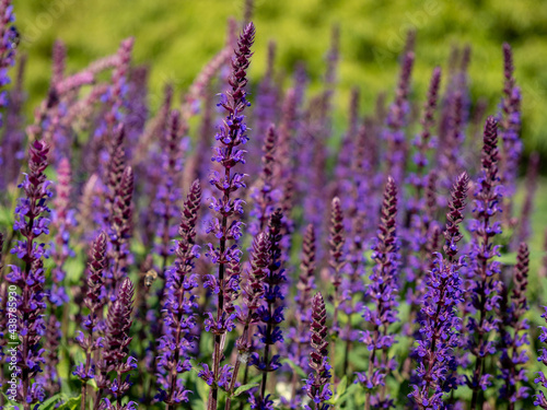 Summer flower bed of beautiful blooming bright purple forest flowers of sage or Salvia nemorosa