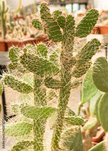 large, long, flat cactus with long needles