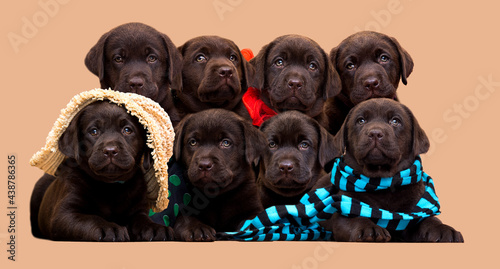 many labrador retriever puppies together