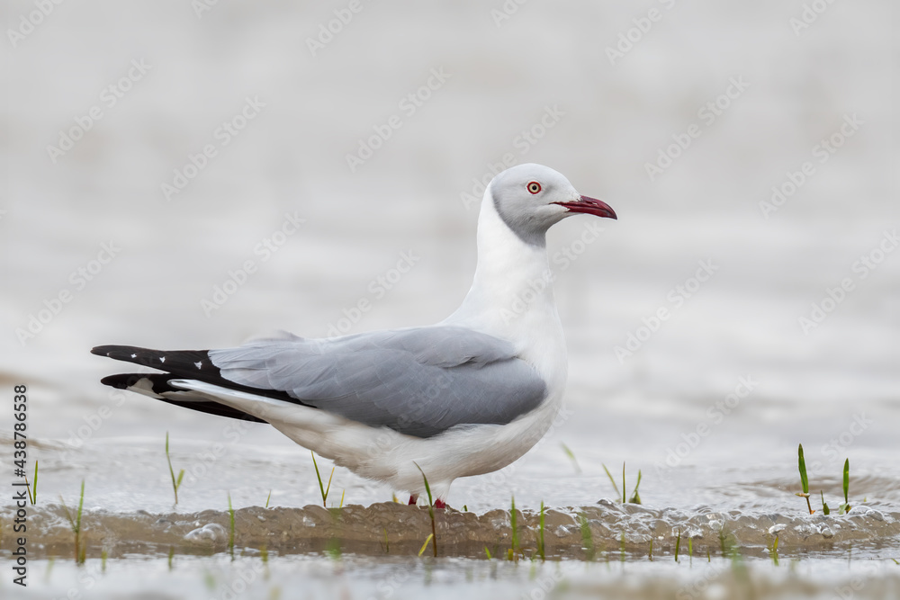Fototapeta premium Grey-headed Gull - Chroicocephalus cirrocephalus, beautiful small gull from African and South American lakes, fresh waters and sea shores, lake Ziway, Ethiopia.