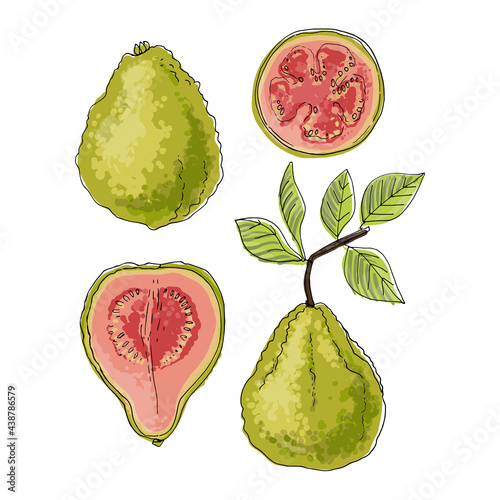Psidium, Guava fruit Vector food icons of fruits. Colored sketch of food products.