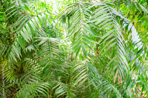 Tropical forest  beautiful background for text