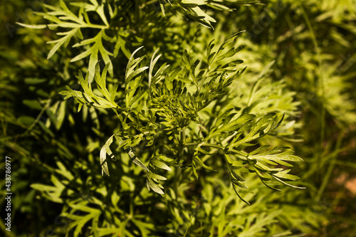 Wormwood leaves on a dark background, beautiful green wormwood for the background, elegant field plant. Artemisia absinthium , absinthe wormwood close up photo
