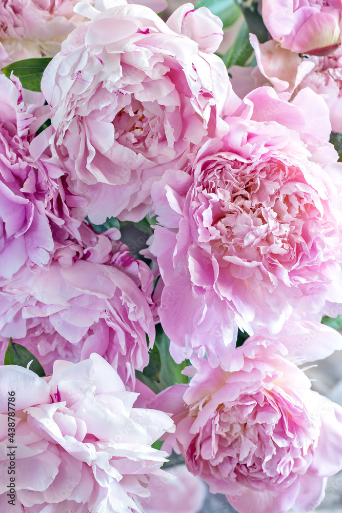 Obraz premium Delicate pink peony flowers in a glass vase on the table. 