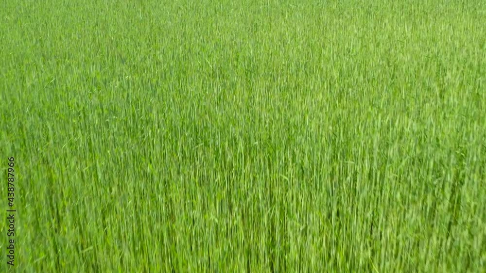 Light green wheat field textured close-up. Light green wheat field textured close-up.