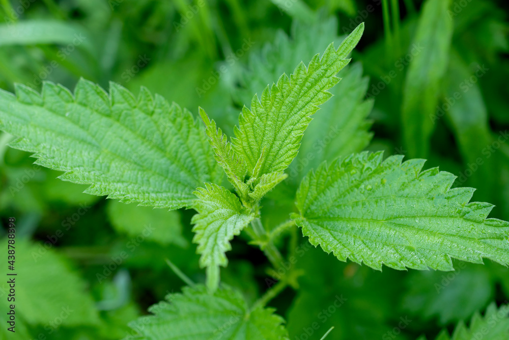 Common stinging nettle growing in the forest. Common stinging nettle growing in the forest.