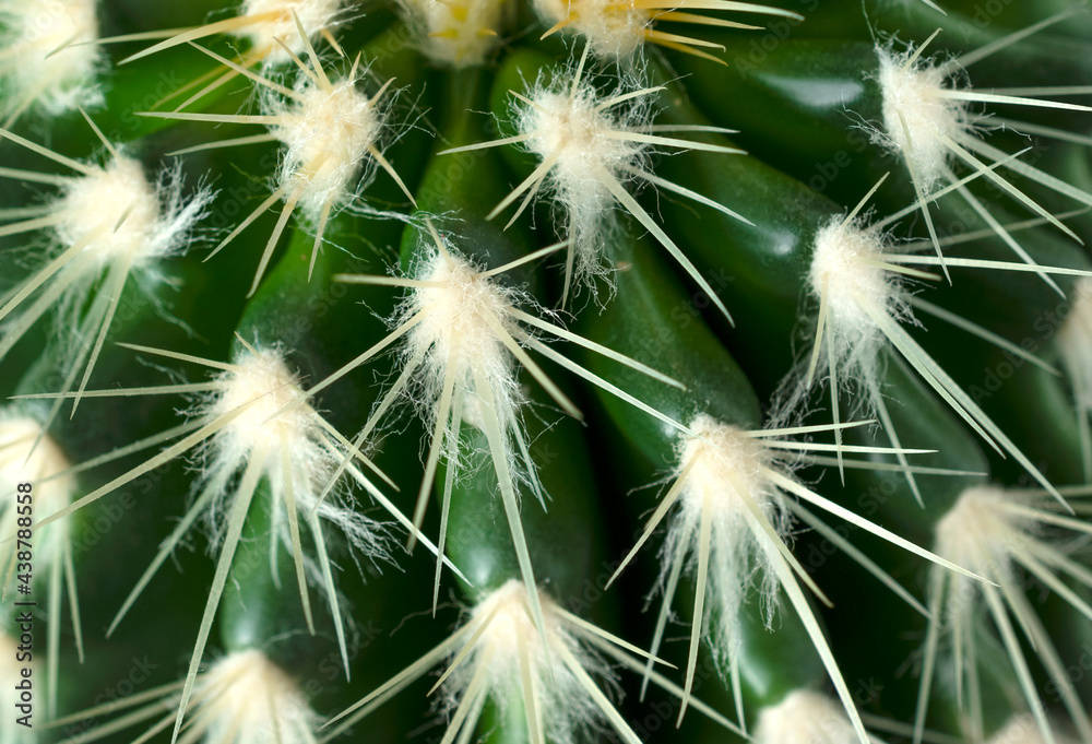 Fototapeta premium Close up of green spiky and fluffy cactus