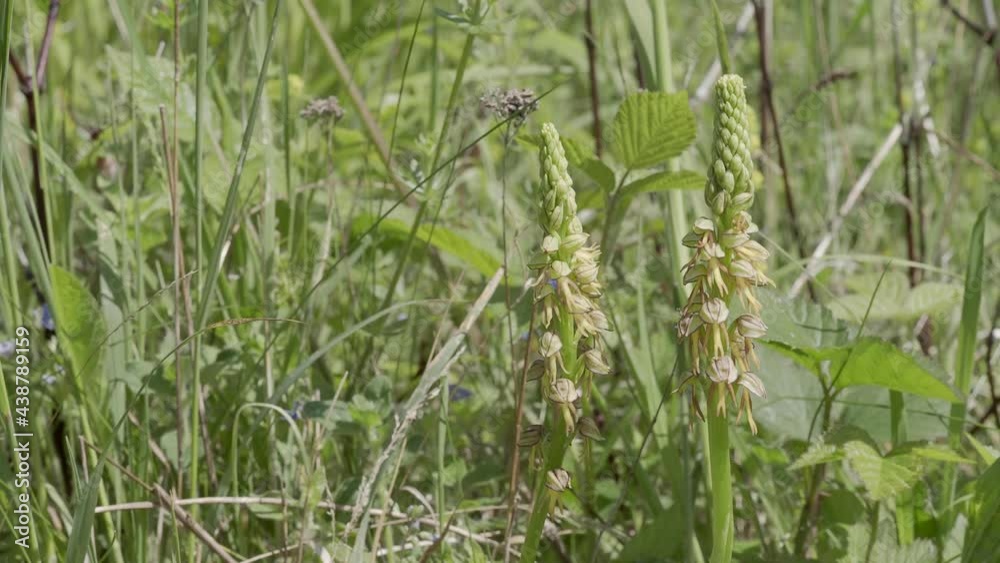 Man Orchid in a Meadow