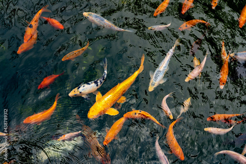 Pond with carps top view. Many colorful fish of different sizes swim in the lake. School of fish in the pond. Fancy carp © Real_life