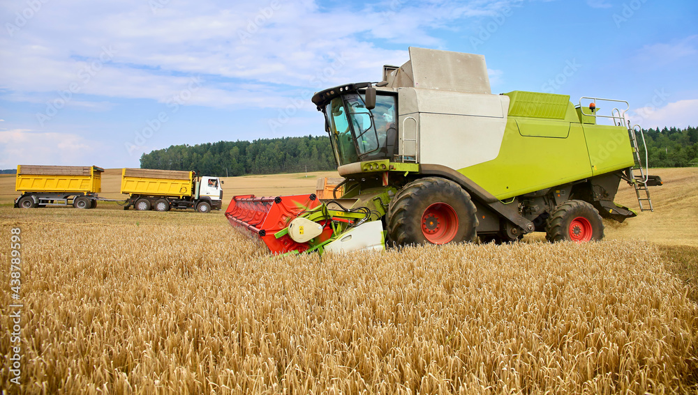 Fototapeta premium Combine to the mowing removes wheat on the field.