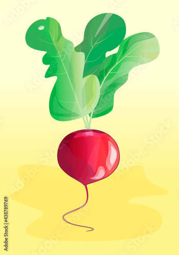 Red radish with green leaves jn a white background. Vector illustration isolated