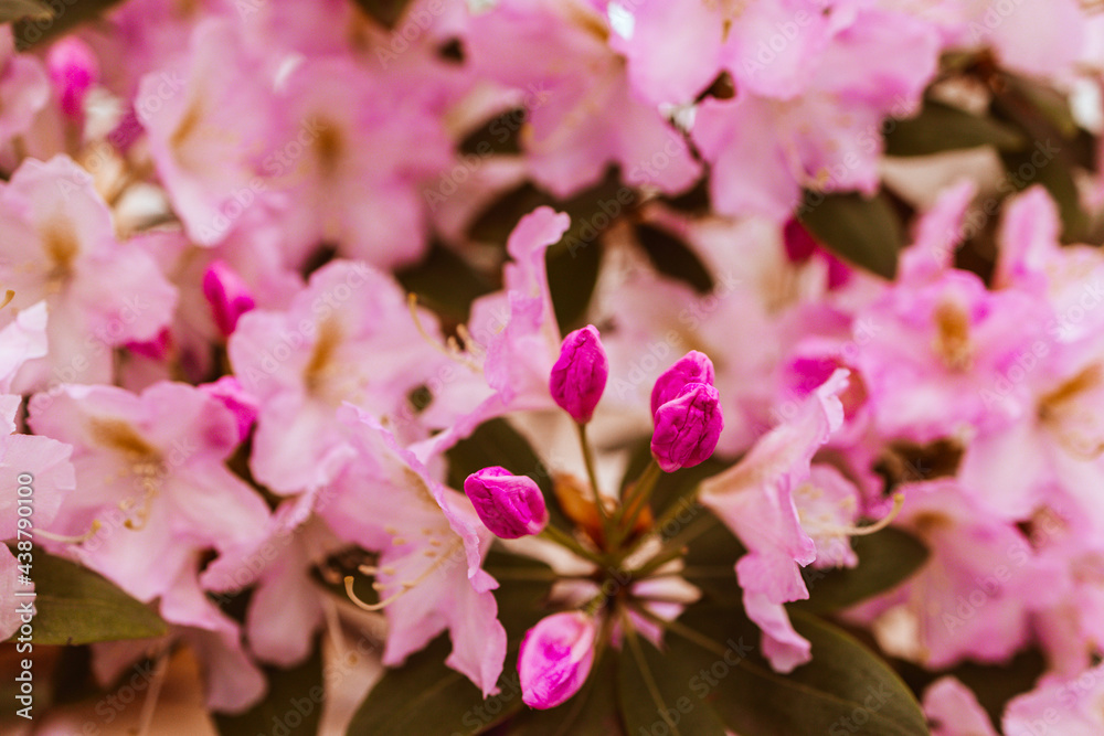 pink rhododendron blooms on bushes in the garden in the park pink rhododendron blooms on bushes in the garden in the park