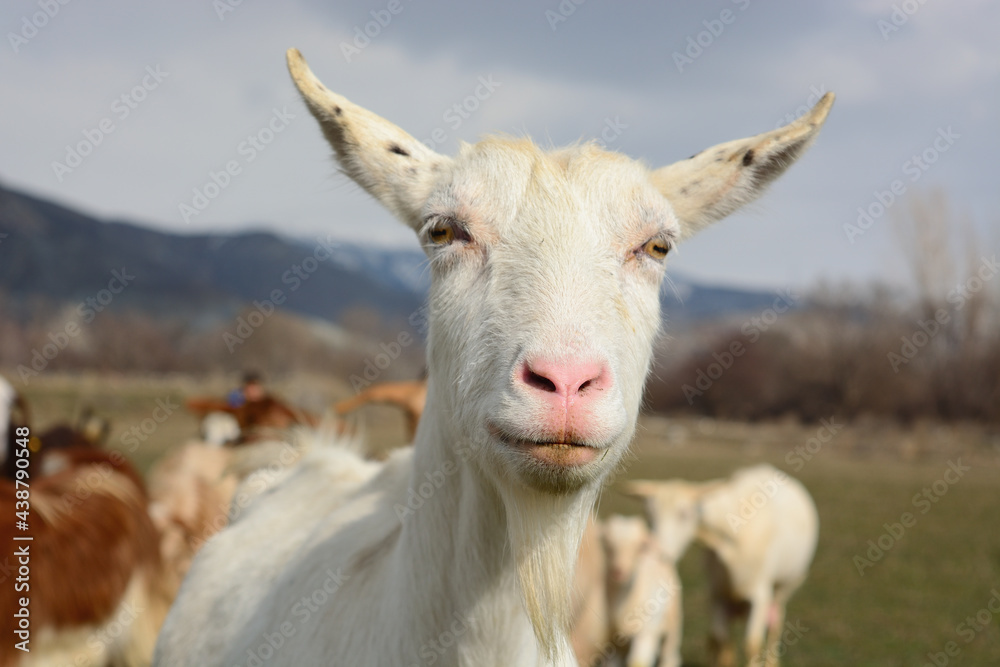 Obraz premium white goat staring intently.