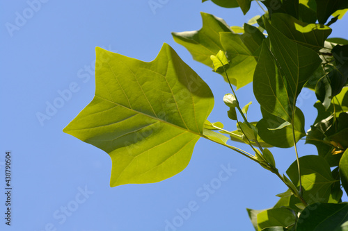 Tulip tree photo