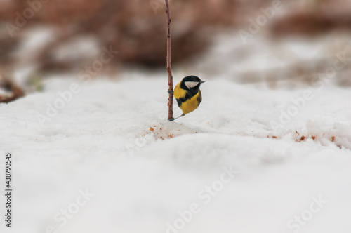 great tit observes nature and keeps an eye out for food