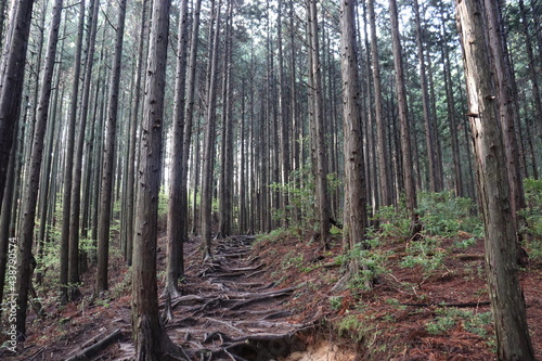 日本の山奥で木漏れ日を撮影 © Last Adventurer K