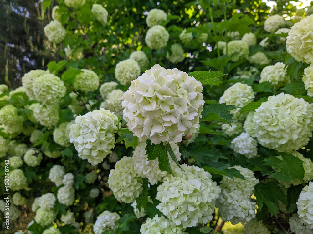 viburnum boulle-de-neig or viburnum opulus roseum and its white buds on the green branches of the plant. viburnum boulle-de-neig or viburnum opulus roseum and its white buds on the green branches of the plant.
