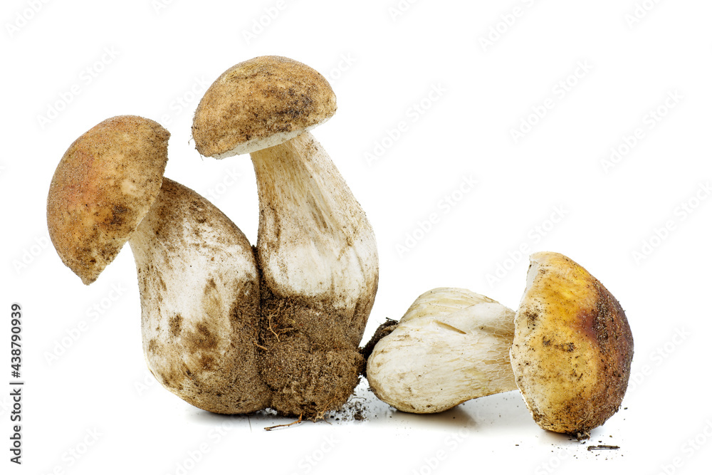 Three fresh boletus isolated on a white background Three fresh boletus isolated on a white background