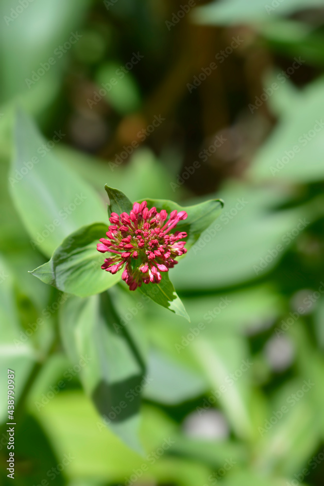 Red valerian Red valerian