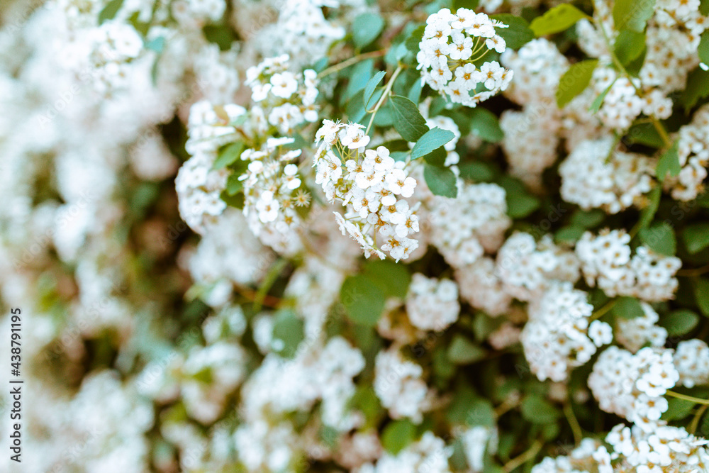 Blooming Viburnum lantana bushes in city parks Blooming Viburnum lantana bushes in city parks