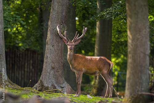 Deer grazing and relaxing in nature