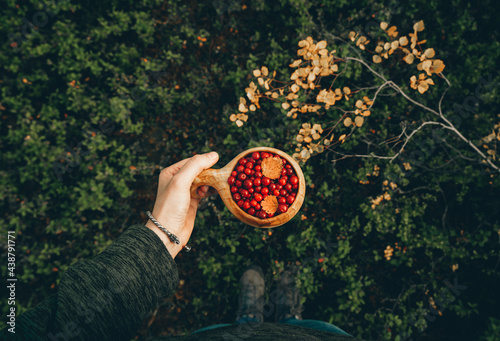 Ripe lingonberry  with yellow leaves  in traditional wooden Sami Cup (kuksa) in hand on a background of autumn tundra landscape. Vegan, healthy, lifestyle concept. 
