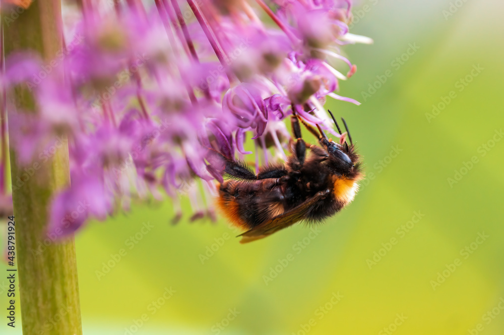 bee collecting pollen from a seasonal plant bee collecting pollen from a seasonal plant
