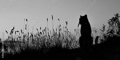 silhouette of a Leopard