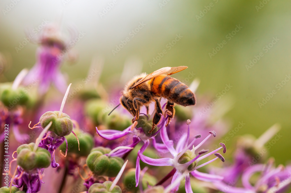 bee collecting pollen from a seasonal plant bee collecting pollen from a seasonal plant