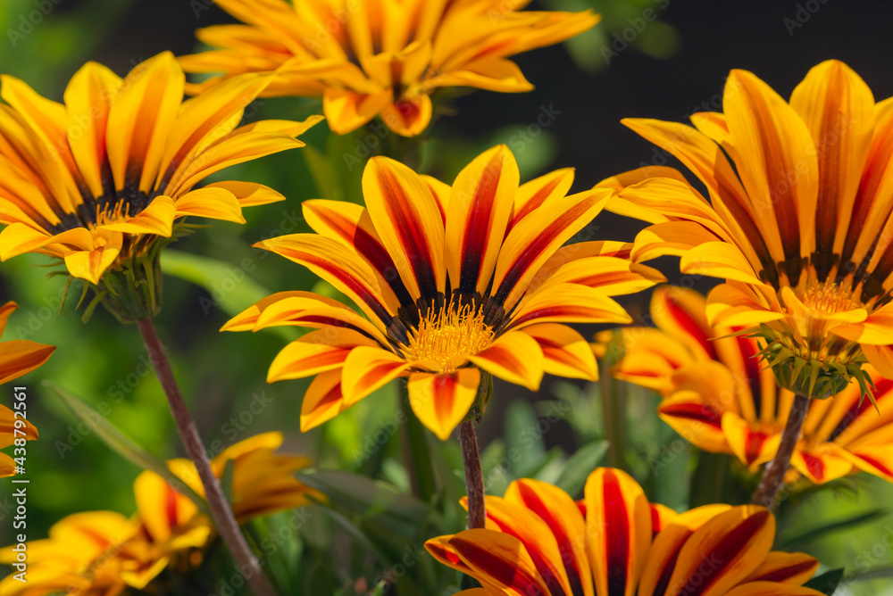Brown and yellow daisies on green background Brown and yellow daisies on green background