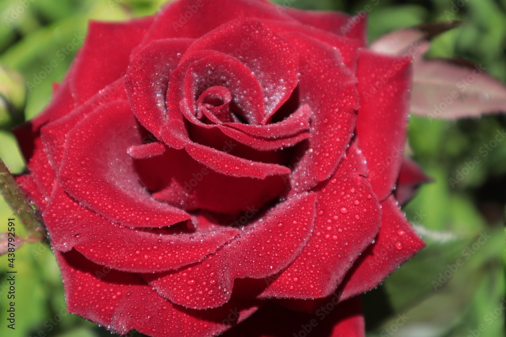 Red rose with water drops, taken in close-up. Red rose with water drops, taken in close-up.