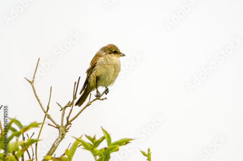 red backed shrike sits on a branch and looks for food