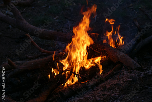 Pine wood bonfire in nature