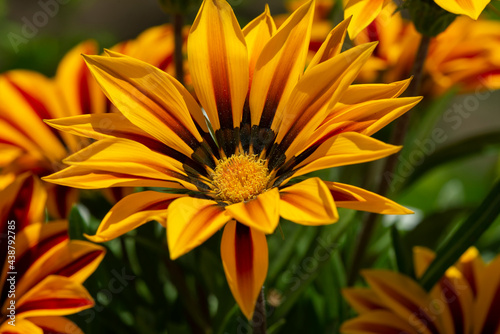 Brown and yellow daisies in close up