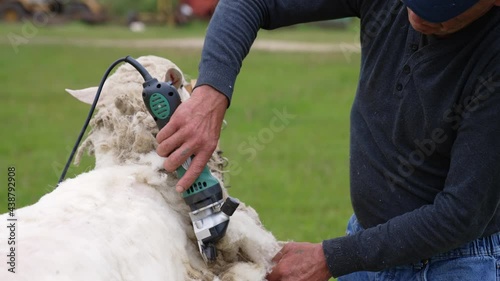 Farmer shearing wool sheep. Wool sheared off from sheep by man.