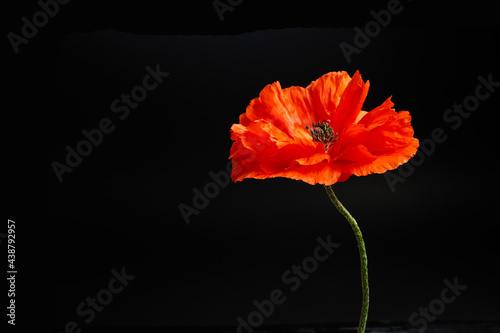 Vibrant red poppies on a black background. Memorial day. photo