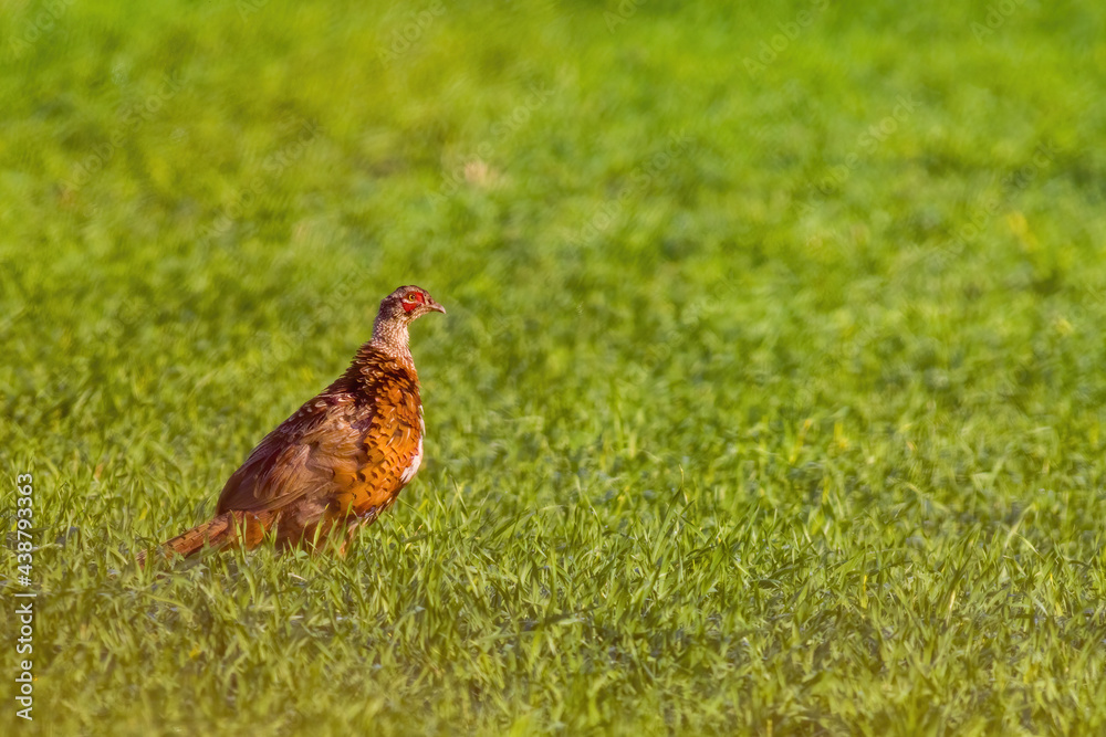 Fototapeta premium pheasant observes nature and looks for food