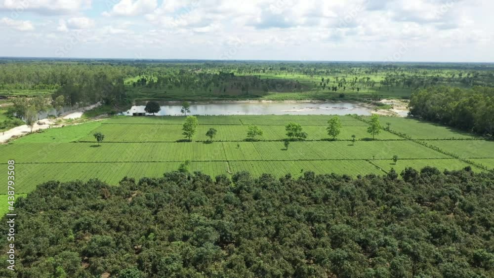 Aerial view of a countryside field with some trees during a beautiful day, Dhaka province, Bangladesh. Aerial view of a countryside field with some trees during a beautiful day, Dhaka province, Bangladesh.