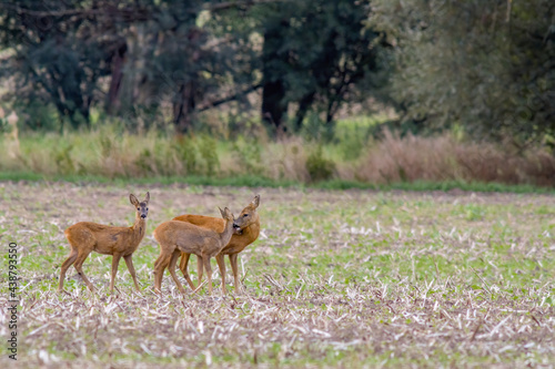 Deer grazing and relaxing in nature