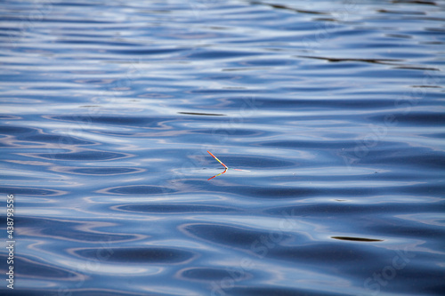 Fishing rod float in water